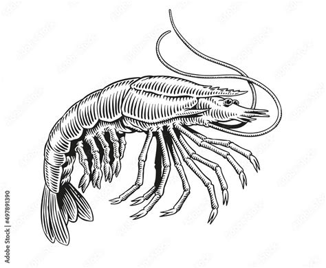 Shrimp Or Prawn Black And White Engraving Vector Illustration For Menu