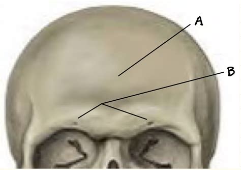 Frontal Bone Diagram | Quizlet