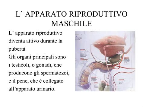 Apparato riproduttore | PPSX