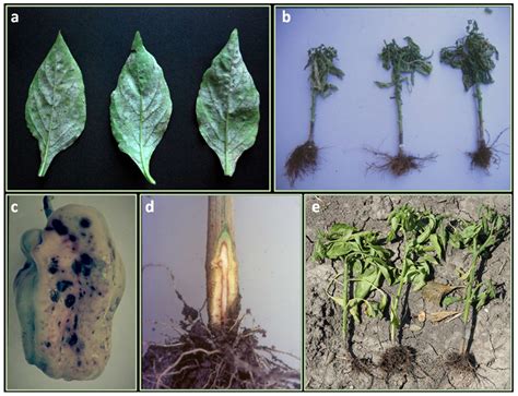 Ijms Free Full Text Overview Of Biotic Stresses In Pepper Capsicum