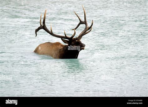 Wapiti Hirsch Fotos Und Bildmaterial In Hoher Auflösung Alamy