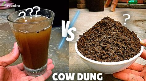 How To Use Cow Dung Compost Its Liquid Tea For Plants The Correct