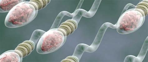 Sperm production process or spermatogenesis