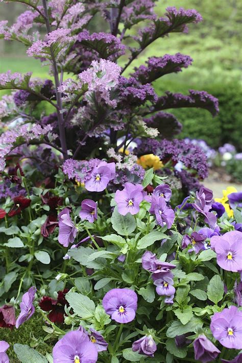 ornamental kale and violas Lee Garden, Ornamental Kale, Purple Stuff