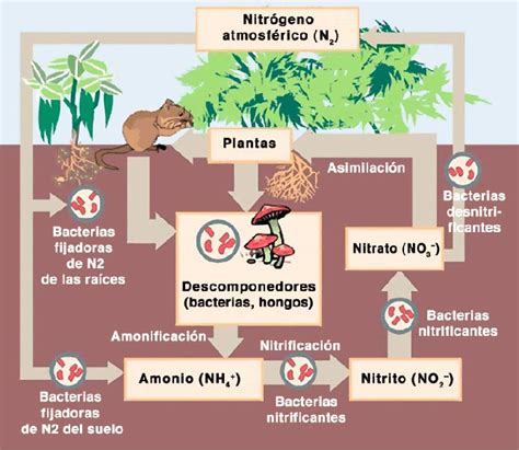 Diagrama Del Ciclo Del Nitrogeno