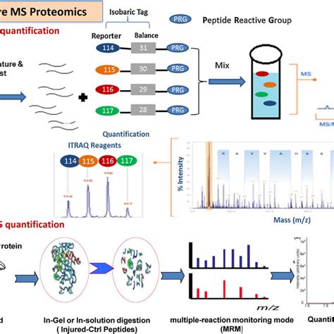 General Workflow For Quantitative Mass Spectrometry Based Translational