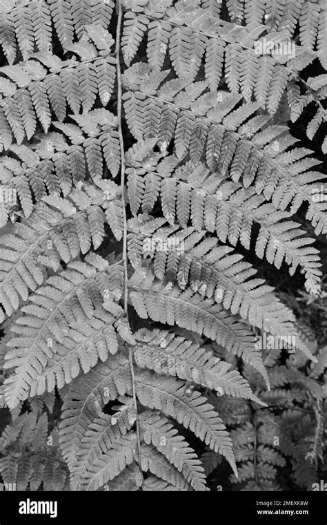 Beautiful Leafy Ferns Growing In The Tropical Jungle In A Black And