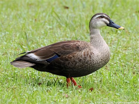 Eastern Spot Billed Duck Hamarikyu Gardens Tokyo Japan Flickr