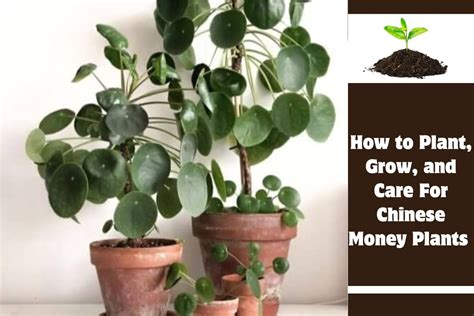 How To Plant Grow And Care For Chinese Money Plants Birthday Stock