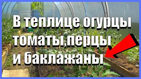 Посадки в теплице огурцы и помидоры, перцы, баклажаны. Мульчируем ...