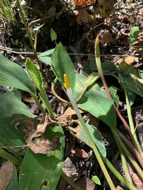 Golden Club From Julington Durbin Creek Preserve Jacksonville Fl Us