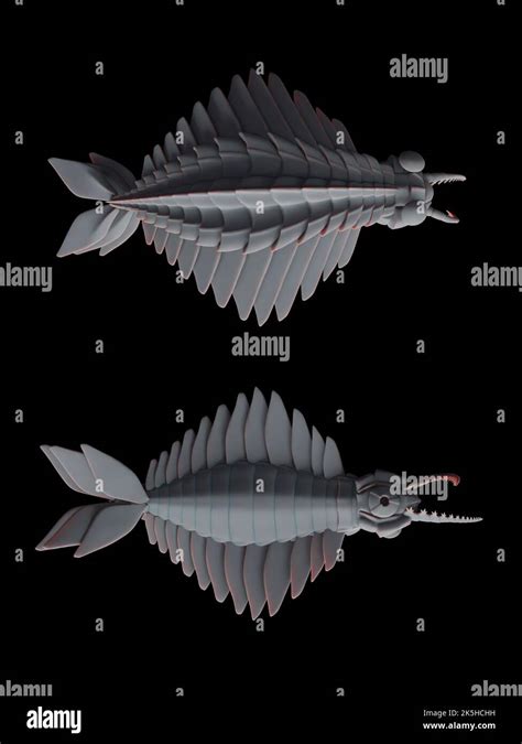 Dorsal And Ventral Views Of Anomalocaris Canadensis From Middle