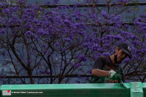 Revista Cuartoscuro On Twitter LaDiaria Entre Flores De Jacaranda Un