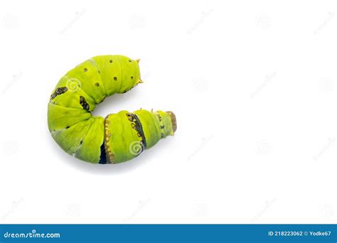 Image of Lime Butterfly Caterpillar Isolated on White Background ...