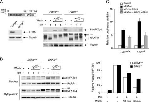 Erk Regulates Nfatc Phosphorylation And Nucleocytoplasmic Shuttling