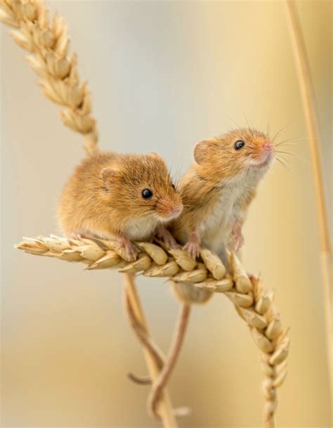 Harvest Mouse Animal Photography Wildlife Animal Drawings Animals