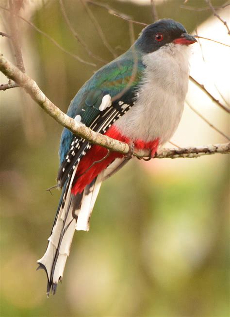 345 Cuban Trogon Priotelus Temnurus Nombre Comun En Cu Flickr