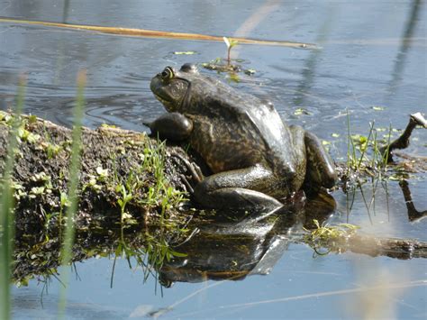 American Bullfrog From Headquarters Pond Chico Basin Ranch Pueblo