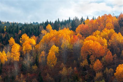 Explore Georgia Fall Foliage: Top Viewing Spots - Minneopa Orchards