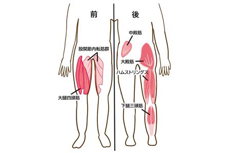 お尻の筋肉「大臀筋」を鍛える筋トレメニュー11選 トレーニング ×スポーツ『melos』