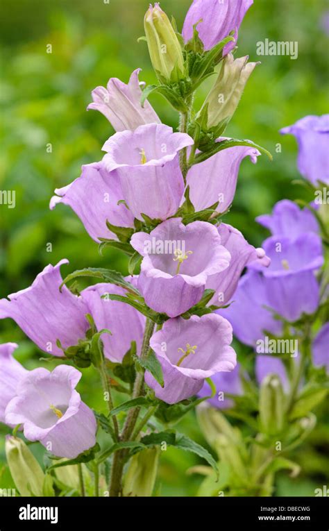 Canterbury Bells Campanula Medium Stock Photo Alamy