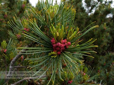 Кедровый стланик — Pinus pumila (Pall.) Regel (семейство Сосновые ...