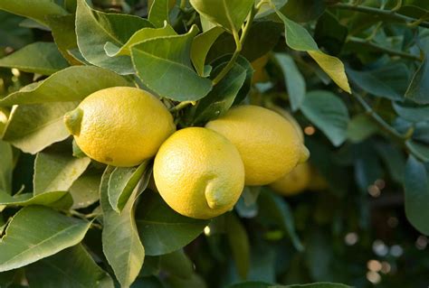 How To Prune A Lemon Tree—8 Tips For A Healthy Harvest