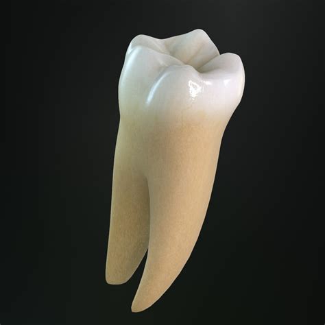 Dentition Types Of Teeth Function Of Teeth