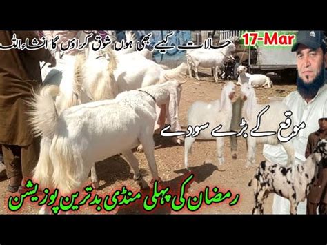 Lalukhet Bakra Mandi Latest Update Mar Bakra Mandi Goat Farm