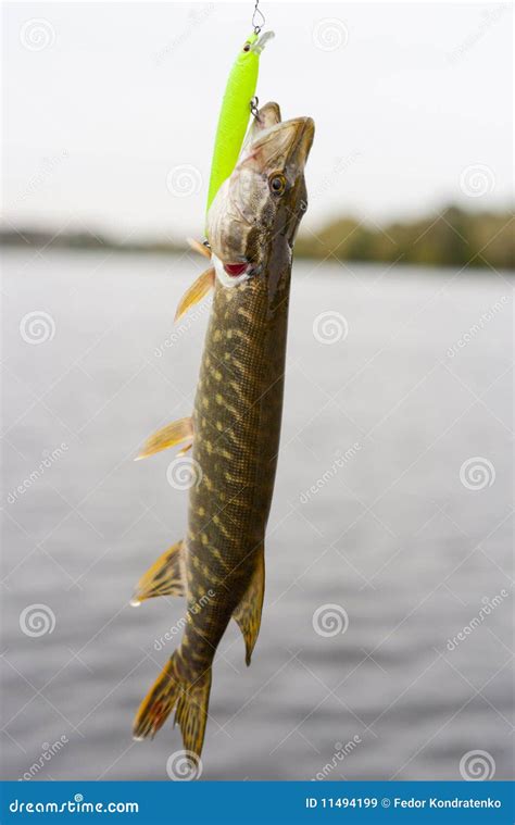 Pike on green plastic lure stock image. Image of predator - 11494199