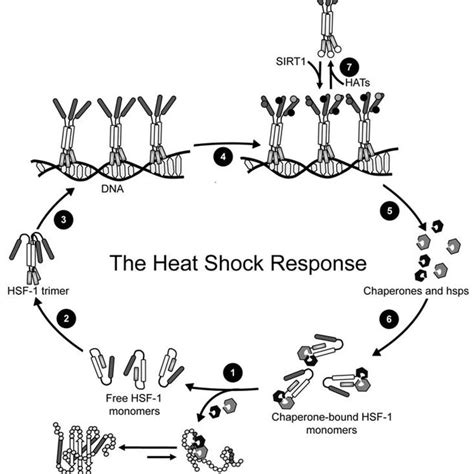 The Heat Shock Response Hsr Pathway The Mammalian Hsr Is Governed By