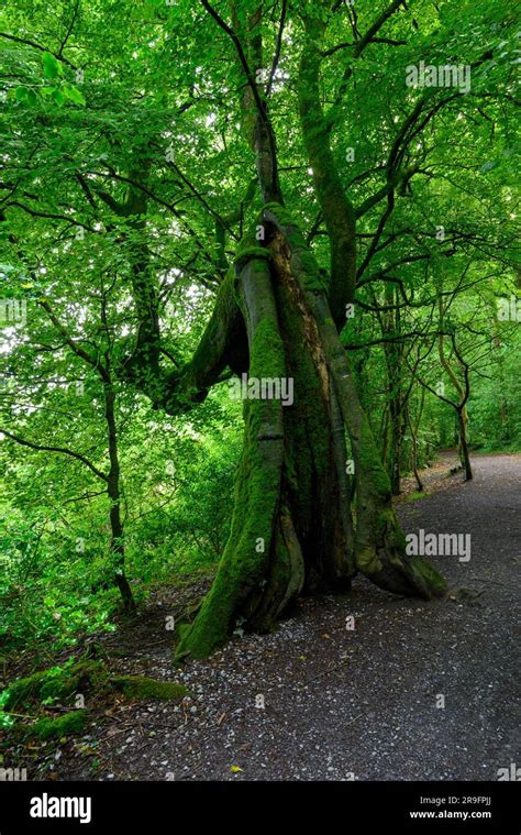 Old Bent Tree Hi Res Stock Photography And Images Alamy