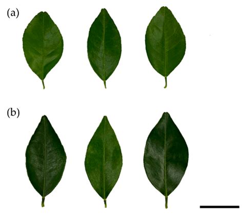 Horticulturae Free Full Text Leaf Volatiles And Relevant Gene