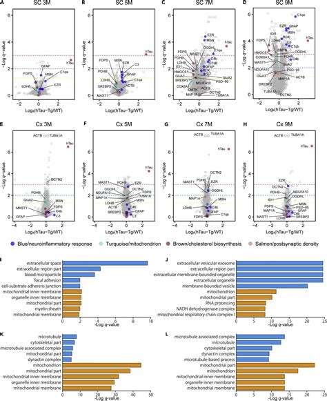 Co Expression Network Analysis Of Human Tau Transgenic Mice Reveals