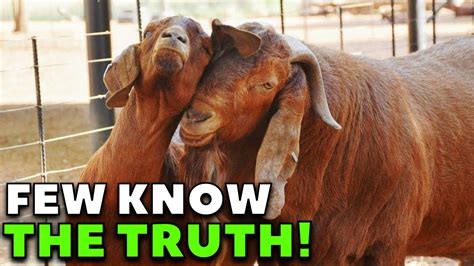 Why Breed Kalahari Red Goats Kalahari Red Goats Youtube