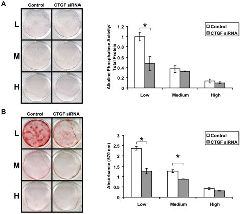 A Alkaline Phosphatase Staining And Quantification Low Density Seeded Download Scientific