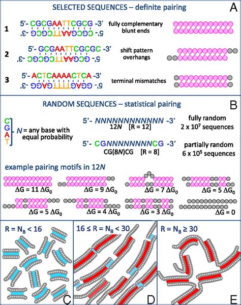 Liquid Crystal Self Assembly Of Random Sequence DNA Oligomers PNAS