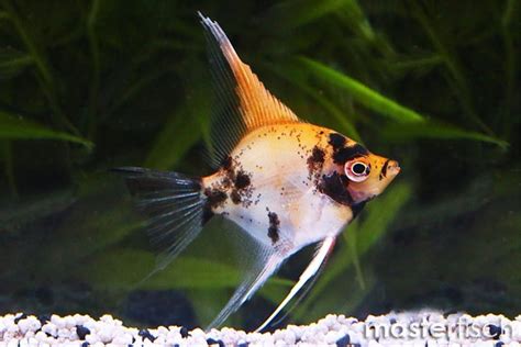 Koi Skalar Pterophyllum Scalare MasterFisch