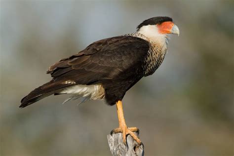 Crested caracara (Caracara plancus) | DinoAnimals.com