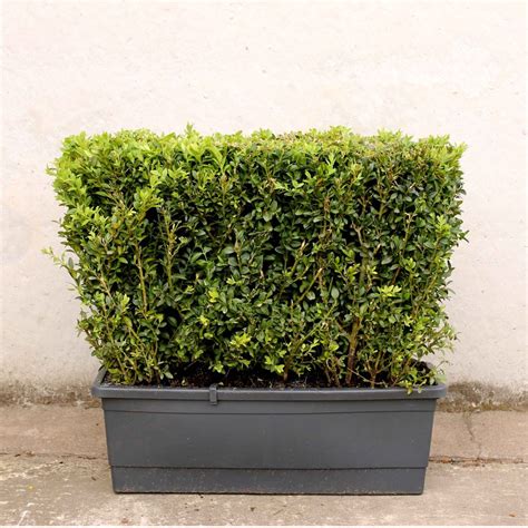 Box-Hedge-(Buxus-sempervirens)-Instant-Hedge-30-40-50cm-Trough 2 | Hedges Direct Blog