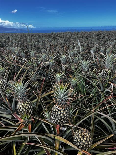 Pineapple Fruit Plantation Free Photo On Pixabay Pixabay