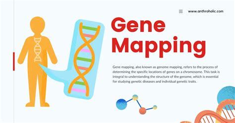 Understanding Gene Mapping in Biological Anthropology | Anthroholic