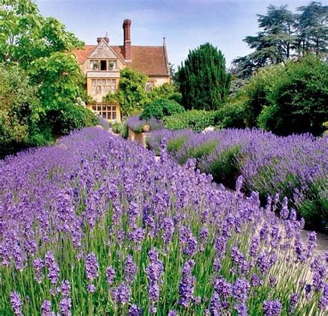 Carex Garden Design By Carolyn Mullet English Cottage Landscape