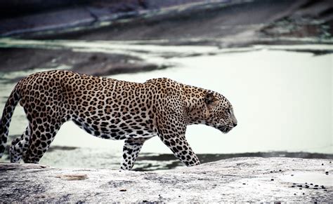 sri lankan leopard photo | One Big Photo