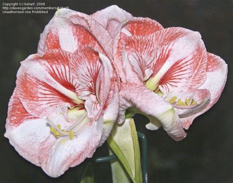 Plantfiles Pictures Amaryllis Vivaldi Hippeastrum By Bsharf