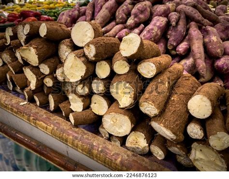 562 Manioc Edible Images, Stock Photos & Vectors | Shutterstock