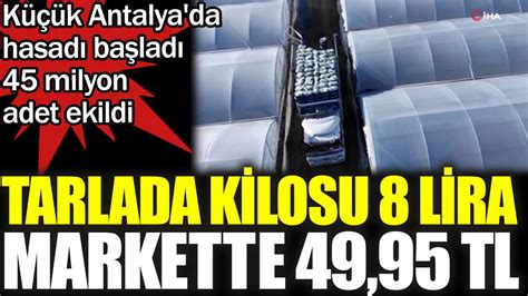 Tarlada kilosu 8 markette 49 95 TL Küçük Antalya da hasadı başladı 45