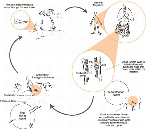 Strongyloides Stercoralis Life Cycle