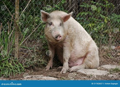 Sitting Pig Royalty Free Stock Photography - Image: 21762657