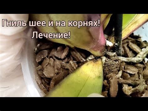 Новые орхидеи,новые ЗАБОТЫ. Вся гниль достаётся мне... Лечение серой ...